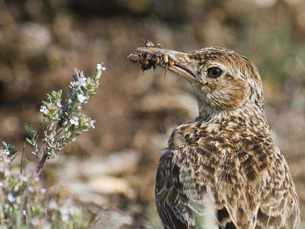 birding aragon 4