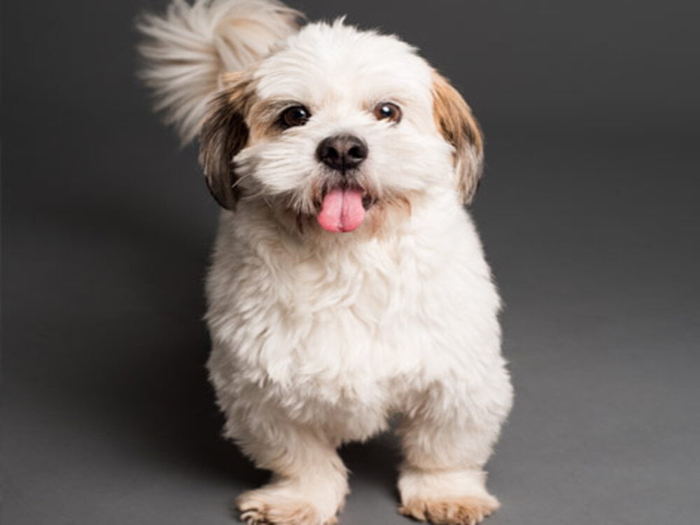 Peluquería Canina Pelitos