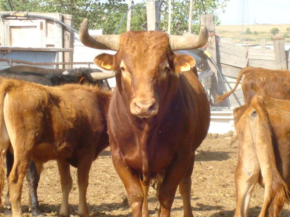 Ganadería El Ruiseñor