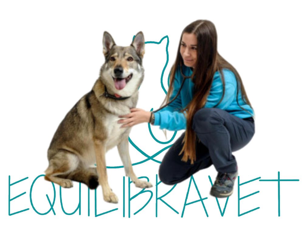 Equilibravet