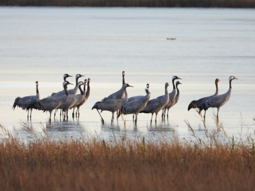 Las grullas vuelven a Gallocanta: una escapada imprescindible para descubrir el otoño en Aragón
